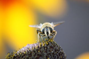 鲜为人知的科普小知识：揭秘香蕉放射性、蜜蜂飞行等趣味真相，让科学变得简单有趣